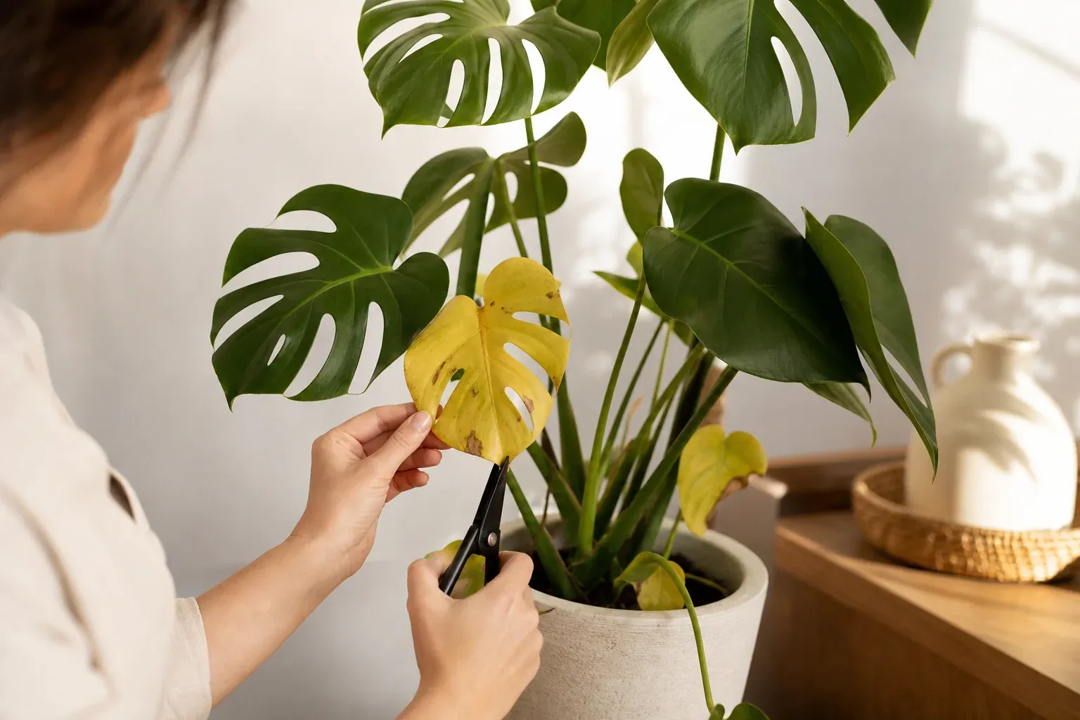 Monstera gelbe Blätter abschneiden: Wann und wie?